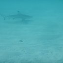 ���� �������, ��������, 51 ��� - ��������� 28 ���� 2017 � ������ ���������-2017�