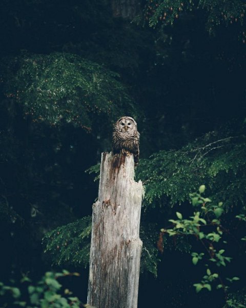 ������� ����-������ ���� - 2