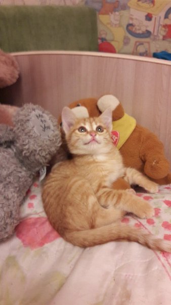#Безкота_добро#.Мой котёнок Лиза. Лизу взяли на улице. Мы уже готовились к появлению котёнка,но не ... - 3