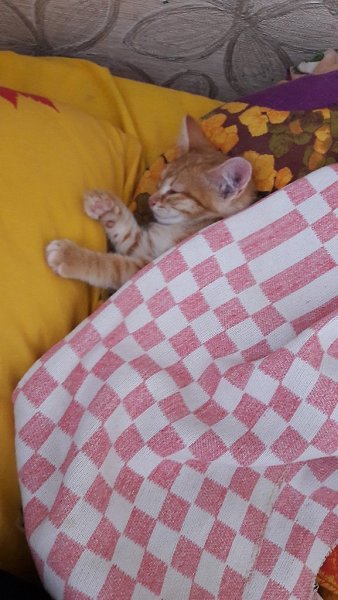 #Безкота_добро#.Мой котёнок Лиза. Лизу взяли на улице. Мы уже готовились к появлению котёнка,но не ...
