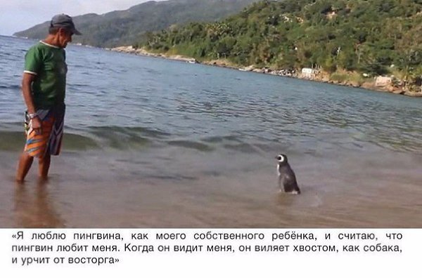 Пингвин проплывает 8,000 км каждый год, чтобы увидеть человека, который спас ему жизнь. - 2