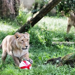 ���� Bear, ���������, 32 ���� - ��������� 10 ������� 2017