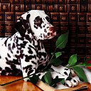 ���� ������, ��������, 46 ��� - ��������� 31 ������� 2017 � ������ ���� ����������