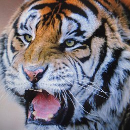 ���� ��������, ������, 69 ��� - ��������� 3 ������� 2017