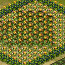  ,  -  13  2017   Tropikania