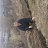 ���� Abilkassym, ������, 67 ��� - ��������� 2 �������� 2017