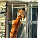 ���� Lizi, ������� - ��������� 24 ������� 2017 � ������ ���� ����������