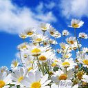 ���� ������..)), ������, 52 ���� - ��������� 13 ���� 2017 � ������ ���� ����������