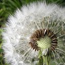 ���� �������, �����������, 61 ��� - ��������� 15 ���� 2017 � ������ ���� ����������