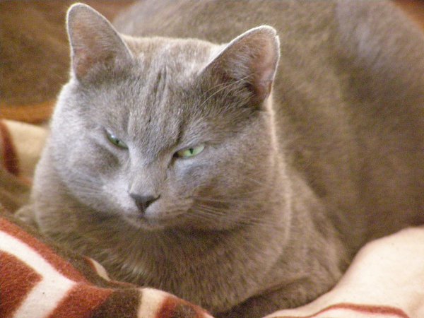 #Безкота_добро.Это мой котик Бакс, ласково называю его Баксик, Баксюша, Бакси, Бакс Великолепный. ... - 2