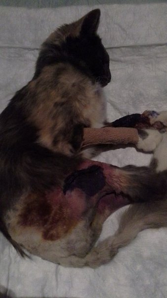 #Безкота_добро.Год назад нашла кошечку. подняла на руки, три лапы висят сломаны с носика течёт ... - 2