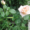 ���� �������, ��������� - ��������� 13 ������ 2017 � ������ ���� ����������