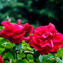 ���� ������, ������, 49 ��� - ��������� 10 ���� 2017 � ������ ������� Nikon�