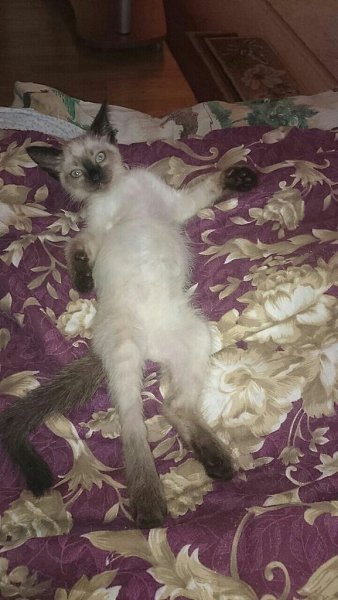 #Безкота_добро.Нашли его на улице под машиной, были одни кости обтянутые кожей. сейчас стал большим, ... - 2