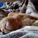 ���� ���������, ������, 48 ��� - ��������� 4 ������� 2017 � ������ ������ ��������