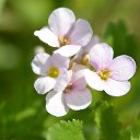 ���� ���������, ���� - ��������� 17 ��� 2017 � ������ ���� ������ ����� ������