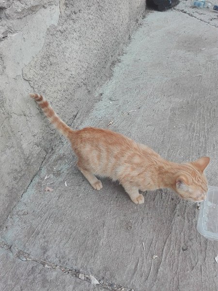 #котизм_доброта #москва@catism #МО@catism. Москва и МОРыжикам нужна передержка, без нее на улице не ... - 4