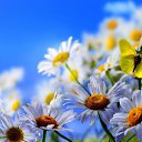 ���� ��������, �����-���������, 54 ���� - ��������� 19 ������ 2017