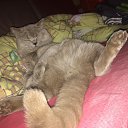 ���� �����, ���������, 45 ��� - ��������� 24 ������� 2017 � ������ ���� ����������