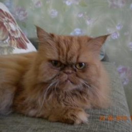 �������, ����������, 69 ���