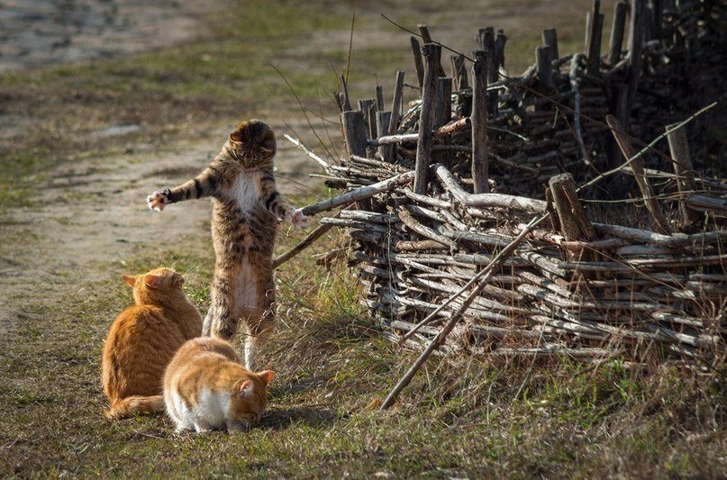 А вот такое видео. Кот Рыбак. Кот на рыбалке. Кот хвастается. Кот несет рыбу.