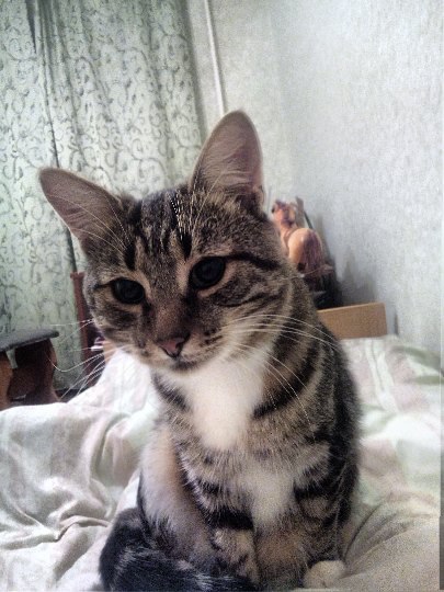 #Безкота_добро.Это Джек. Он 2 года назад попал к нам в дом. Это было осенью и если бы не наша семья, ...