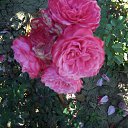 ���� ������, ������ - ��������� 29 ������� 2017 � ������ ���� ����������