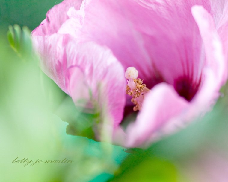 ))).https://fotostrana.ru/away?to=/sl/wCD2 life and Flowers by Betty Jo Martin. - 6