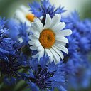  , -, 62  -  29  2017    