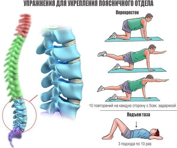 Упражнения для укрепления позвоночника. Закон любого живого существа в том, что движение является ... - 3