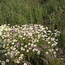 ���� ��������, �����-���������, 63 ���� - ��������� 22 ������� 2017 � ������ ���� ����������