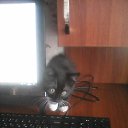 ���� ���, �������� - ��������� 14 ���� 2017 � ������ �**�