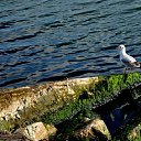  ,  -  1  2017     ۻ