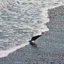  , , 60  -  8  2017   ,01.10.-06.10.17.