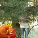 ���� ����, �����, 99 ��� - ��������� 23 ��� 2017 � ������ ���� ����������