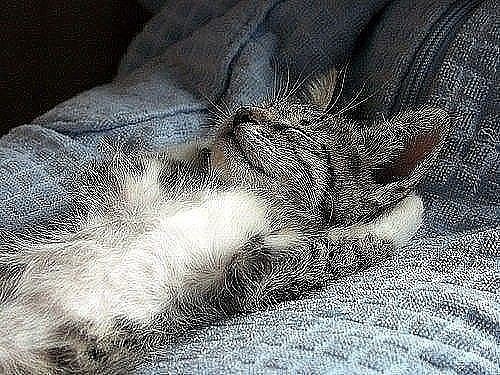 Спящие коты) А как спит ваш кот/кошка? Добавляйте свои фото в комментарии. - 8