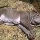 ���� �������, �����, 44 ���� - ��������� 7 ���� 2017 � ������ ���� ����������