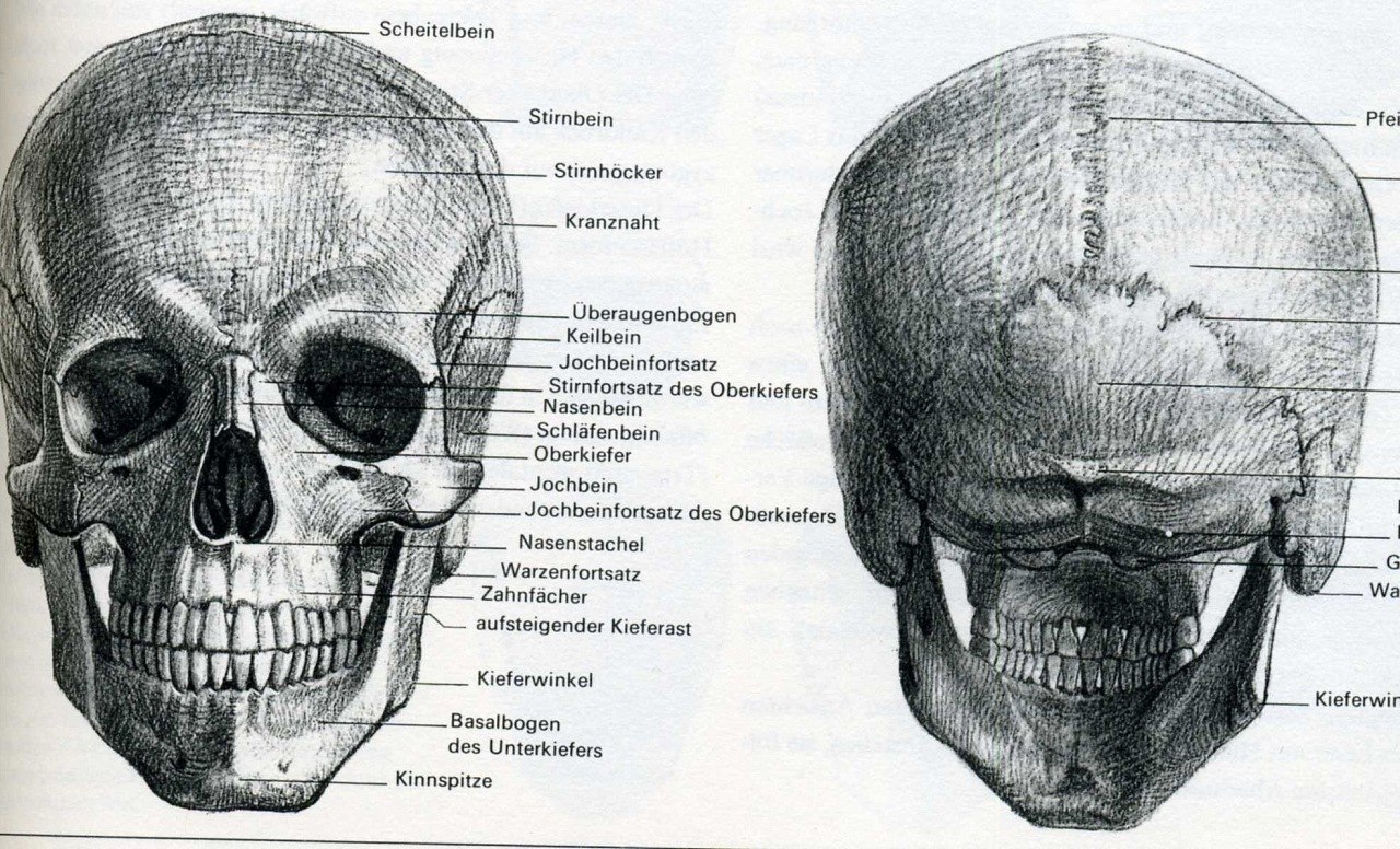 Multiple Skull Nodules