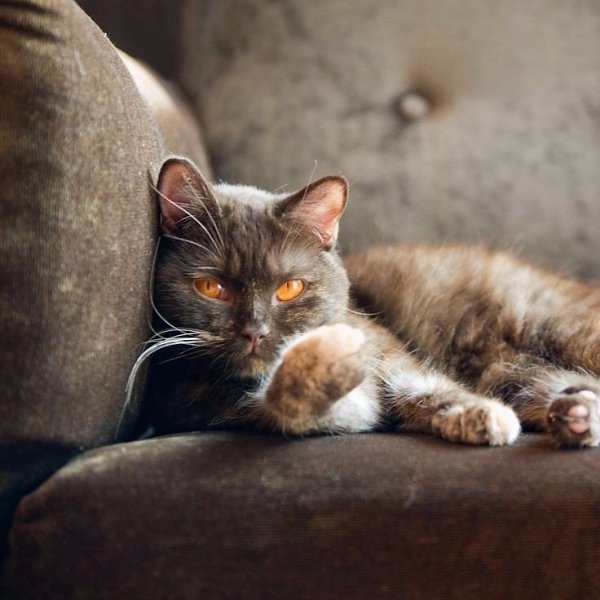 Кошка никогда не подружится с тем, кто не способен полюбить ее. Кошки никогда не ошибаются в людях. ... - 2