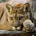 ���� ����� �����, ����, 50 ��� - ��������� 21 ���� 2017 � ������ �������� ������