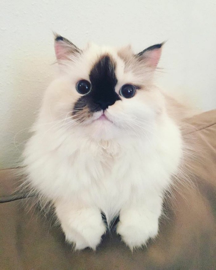 ? ,     !