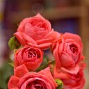 ���� ������, ������, 49 ��� - ��������� 21 ������ 2017 � ������ �SONY�