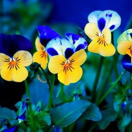 ���� ������, ����� - ��������� 18 ������� 2017