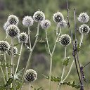 ���� ���������, ������ - ��������� 31 ������� 2017 � ������ ��������� � ������������ ��� 20 ������� 2017 ����