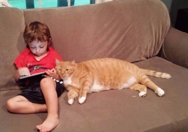 Бывший хозяин отказался от этого кота из-за того, что он слишком часто без разрешения залезал в ...