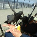 ���� Alehandro, ����������, 53 ���� - ��������� 10 ������� 2017 � ������ ������ ��������