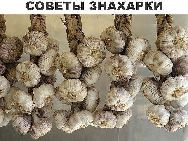 Старинные знахарские советы.• Хорошее средство при увеличении селезенки — настой тысячелистника и ...