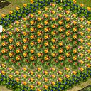  ,  -  14  2017   Tropikania