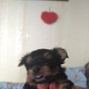 ���� ������, ���� - ��������� 12 ������ 2017 � ������ ���� ����������