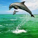  .,  -  3  2017      )